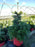 Fir, Nordmann Fir