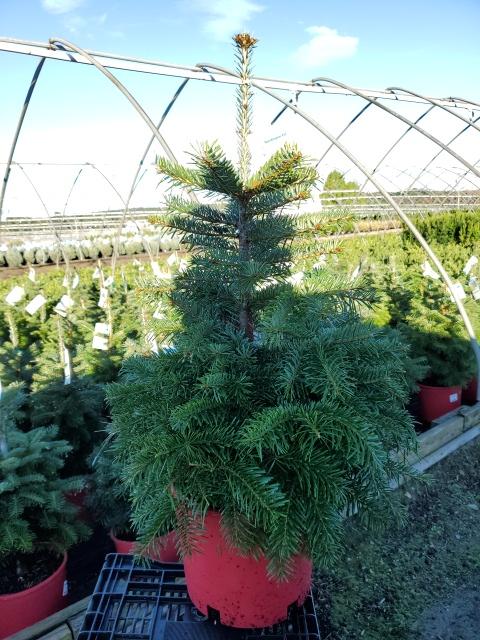 Fir, Nordmann Fir