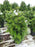 Fir, Nordmann Fir