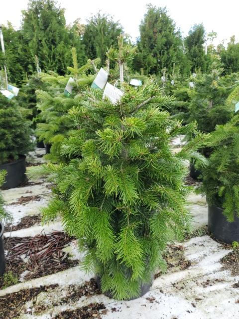 Fir, Nordmann Fir