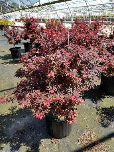 Maple, Shaina Japanese Maple