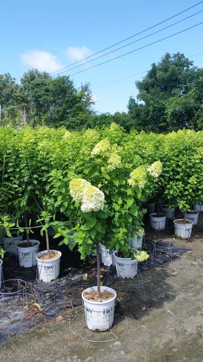 Limelight Panicle Hydrangea -Tree Form