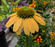 Coneflower, Mellow Yellows Coneflower