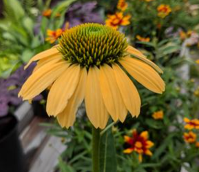 Coneflower, Mellow Yellows Coneflower