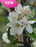 Apple, Northpole (Malus X Northpole), 7 gal.