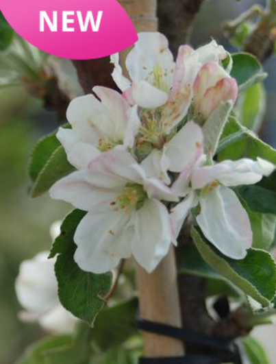Apple, Northpole (Malus X Northpole), 7 gal.