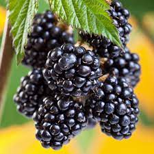 Blackberry, Chester, 2 gal (10-15 in)