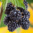 Blackberry, Chester, 2 gal (10-15 in)