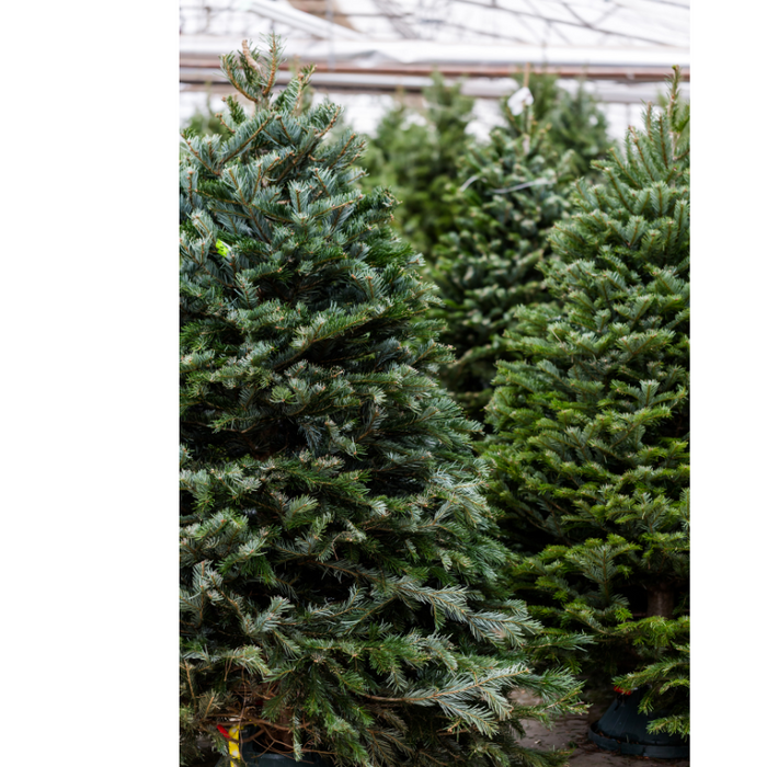 7-8 ft Fraser Fir Fresh Cut Christmas Tree - Green Tag