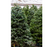 10-12 ft Balsam Fir Fresh Cut Christmas Tree - Green/Orange Tag