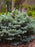 Spruce, Globe Blue Spruce
