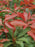 Andromeda, Mountain Fire Andromeda