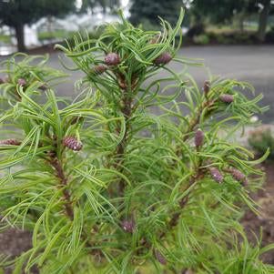 Pine, Twisted Needle White Pine