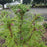 Pine, Twisted Needle White Pine
