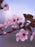 Thundercloud Flowering Plum