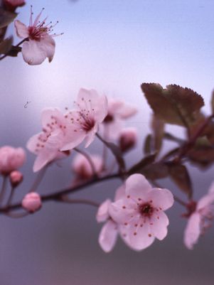 Thundercloud Flowering Plum