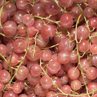 Currant, Pink Champagne, 2 gal (10-15 in)
