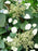 Hydrangea, Moonlight False Climbing Hydrangea