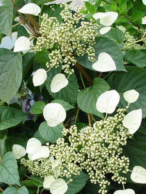 Hydrangea, Moonlight False Climbing Hydrangea