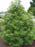 Pine, Japanese Umbrella Pine (ciadopitys Verticillata) - Tree