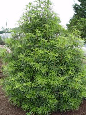 Pine, Japanese Umbrella Pine (ciadopitys Verticillata) - Tree