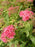 Spirea, Little Princess Spirea