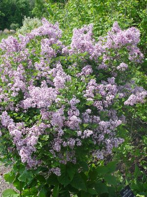 Lilac, Palibin Dwarf Korean Lilac