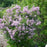 Lilac, Palibin Dwarf Korean Lilac Tree