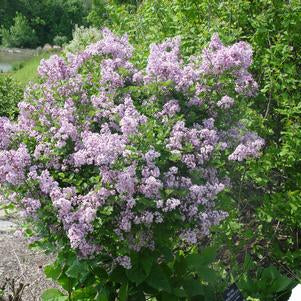 Lilac, Palibin Dwarf Korean Lilac Tree