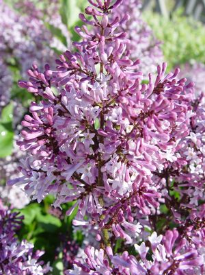 Lilac, Miss Kim Lilac