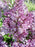 Lilac, Miss Kim Lilac