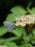 Viburnum, Mapleleaf Viburnum