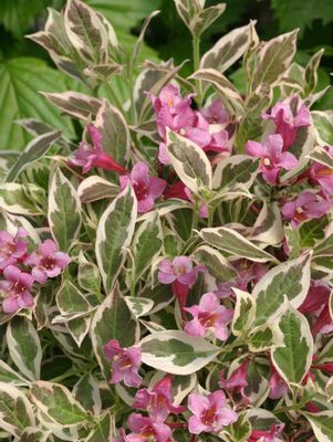 Weigela, Weigela Florida 'Variegata'