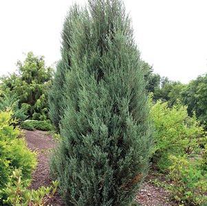 Juniper, Blue Arrow Eastern Red Cedar Juniper