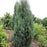 Juniper, Blue Arrow Eastern Red Cedar Juniper
