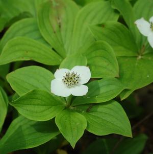 Bunchberry