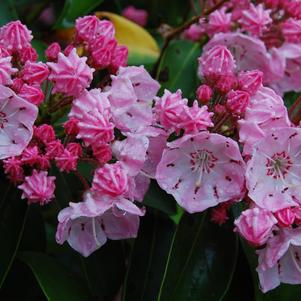 Mountain Laurel, Good Show Mountain Laurel
