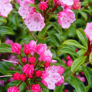 Mountain Laurel, Little Linda Miniature Mountain Laurel