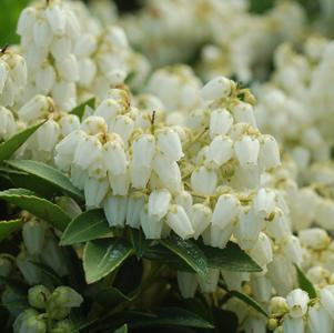 Andromeda, Cavatine Dwarf Andromeda