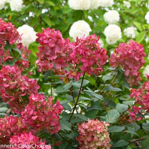 Hydrangea, Fire Light® Panicle Hydrangea