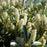 Laurel, Otto Luyken Laurel