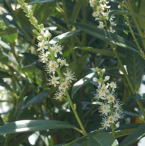 Cherry Laurel, Schipka Cherry Laurel