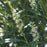 Cherry Laurel, Schipka Cherry Laurel