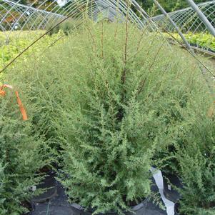 Juniper, Gnom Juniper (Juniperus Communis Gnom)