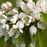 Spring Snow Crabapple