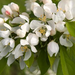 Spring Snow Crabapple