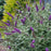 Butterfly Bush, Miss Violet Butterfly Bush
