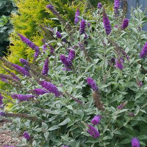 Butterfly Bush, Miss Violet Butterfly Bush