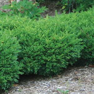 Boxwood, Franklins Gem Boxwood