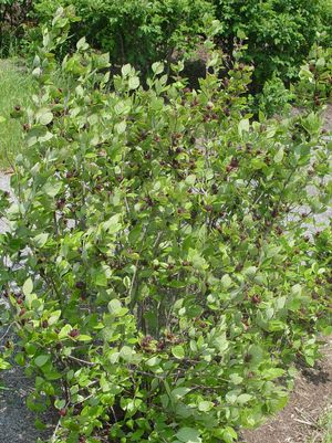 Sweetshrub